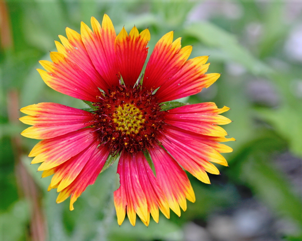 Blanket Flower